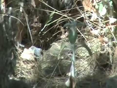 how to dye squirrel tails
