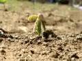 bean sprout growing