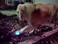 Click here to watch this video ひかる光るボール