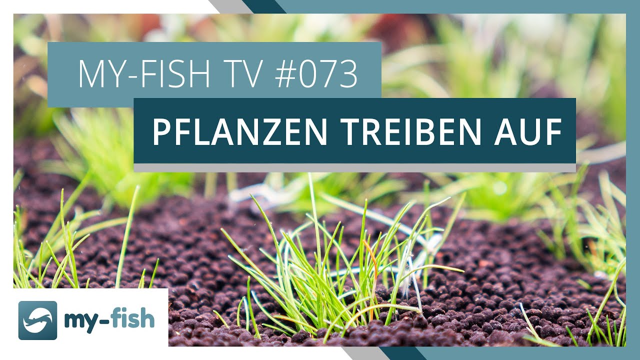 Hilfe, meine Pflanzen treiben immer auf! | my-fish TV #073