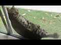 Click here to watch this video My desert Lynx PUMA ! Kicking Back in the window Hes a Crazy cat!