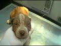 Spay and Neuter Animals