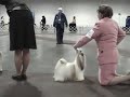 shih tzu usa show new jersey shih tzu usa show new jersey