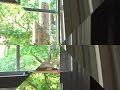 Chickadees at my bird feeder
