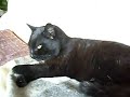 My 18 year old cat!!!