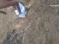 True Lover (Ashiq)  Gorha Kalyal Bansi Islam Garh 2