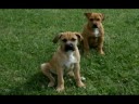 Fipps..SPCA..DOG for ADOPTION!