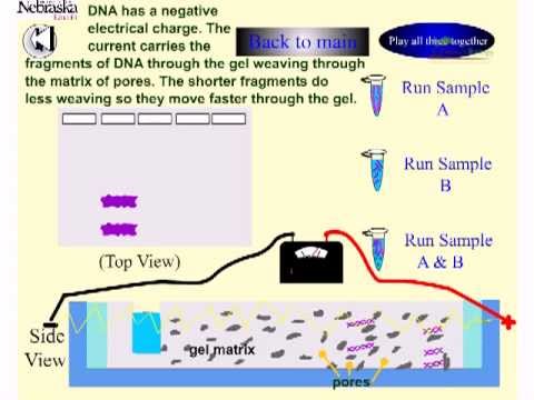 how to isolate dna from agarose gel