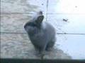 The-Rabbit-that-came