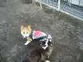 Cairn Terrier video