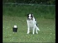Dog Obedience - Distance Control Dog Obedience - Distance Control