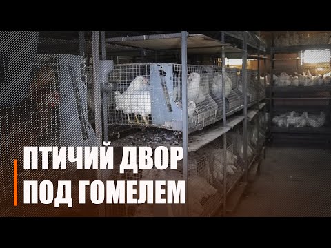 За день может вылупиться от 10 до 15 тыс. птенцов. Предприниматель из деревни открыла свою домашнюю птицефабрику видео