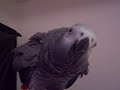 Citron cockatoo, african grey, rosebreasted cockatoo