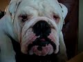 WInston the bulldog Whining