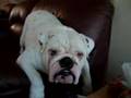 WInston the bulldog Whining