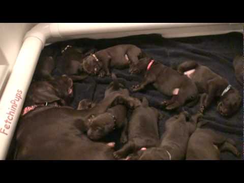 Day 18 – Mocha’s Chocolate Labrador Puppies can Hear!