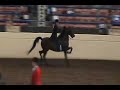 English Pleasure Stallions and Geldings-Jubilee Morgan Show