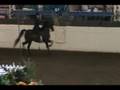English Pleasure Stallions and Geldings-Jubilee Morgan Show