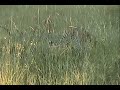 Leopard yawns, walks into grass Leopard yawns, walks into grass