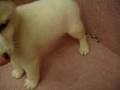 07/03 柴犬 shiba -公幼犬-日新犬舍