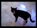Arwen, Yin Yang, Waka, Mini�a, Don Gato & Boriz
