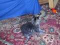 Manx cat with fish toy