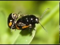 Escarabajos