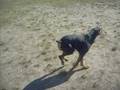 videos de Doberman Thor 2008