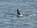 Orca (Killer) Whales - British Columbia, San Juan Islands Orca (Killer) Whales - British Columbia, San Juan Islands