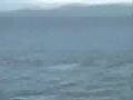 Orca (Killer) Whales - British Columbia, San Juan ...
