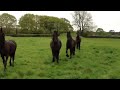 Click here to watch this video Young Friesian mares - Black Horses ltd