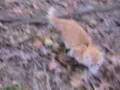 20080420 - Oranjello in our yard - following Clint back(55s)