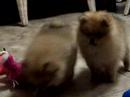 pomeranian pom pom pomeranian pom pom
