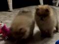 pomeranian pom pom