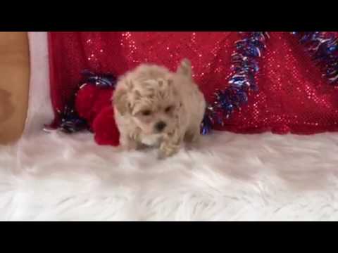 ringo F1 Apricot Maltipoo