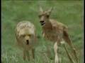 Predators attack
