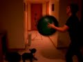 little dog big exercise ball