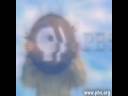 PBS P-Head Ident Cat ZOOM