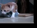 The Weasley Kittens! The Weasley Kittens!