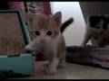 The Weasley Kittens!