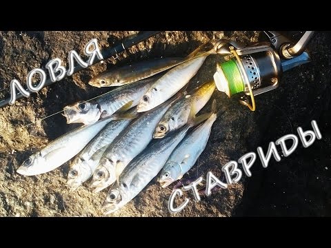 сезоны рыбалки на черном море сезоны рыбалки на черном море