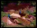 videos de DI VANG NHAC TRINH NAM SON