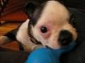 videos de Winston Theodore vs. the Blue Squeaker Cat