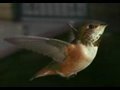 Slow Motion Hummingbirds 2 HD 720p