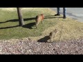 Capybara Training Capy Enthusiastically Dons Harness カピバラハーネストレーニング - YouTube