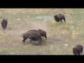 Wind Cave buffalo fighting