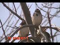 Lark Sparrow Christmas