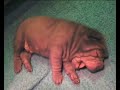 Peppe Nero sharpei kennel film-B alom-Bruti Peppe Nero sharpei kennel film-B alom-Bruti