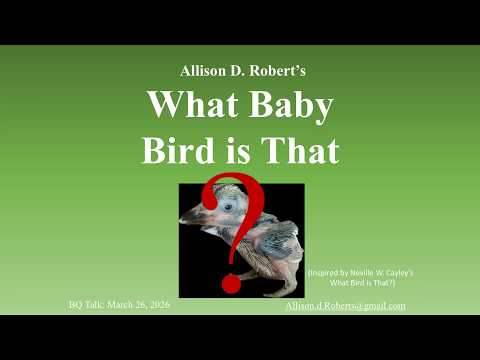 <p>What Baby Bird is That?</p>
 video thumbnail