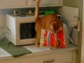 clementine steals bag of cheese from counter clementine steals bag of cheese from counter
